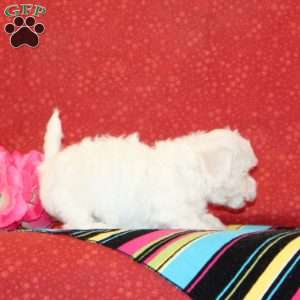 Iris, Bichon Frise Puppy